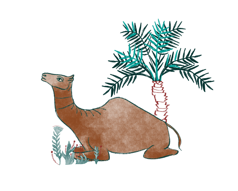 yoap-camel223-min